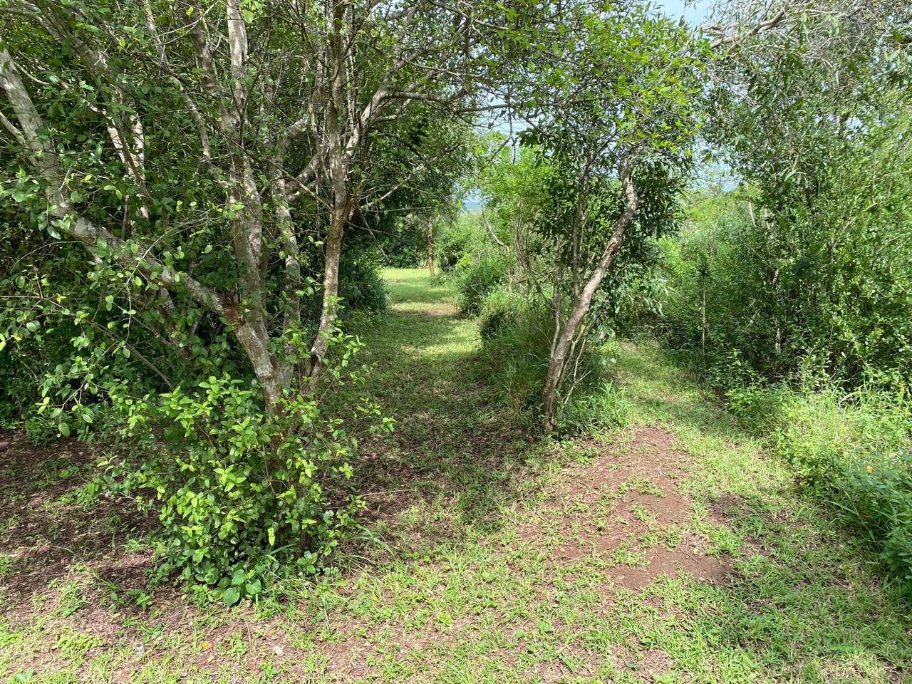 Gallery Image 14